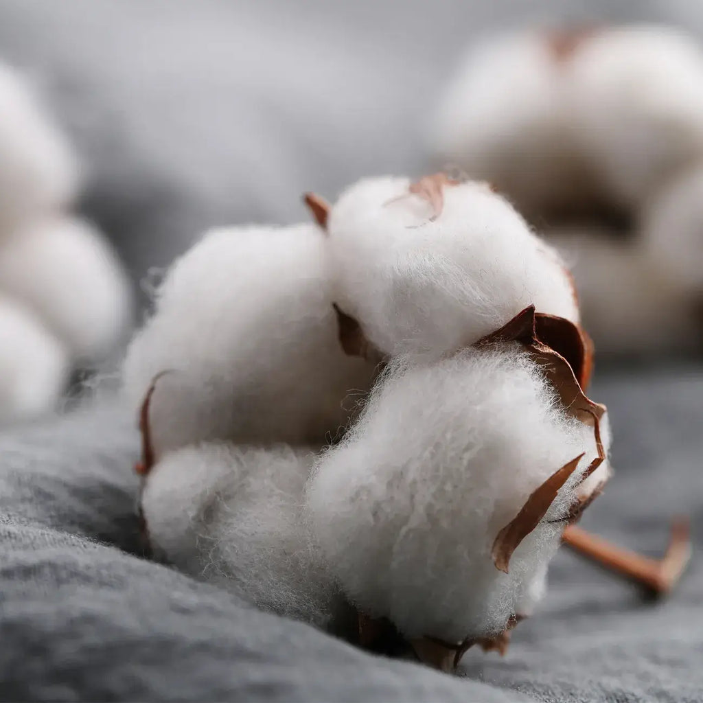 La Bougie qui devient plante Fleur de Coton modèle "coco"