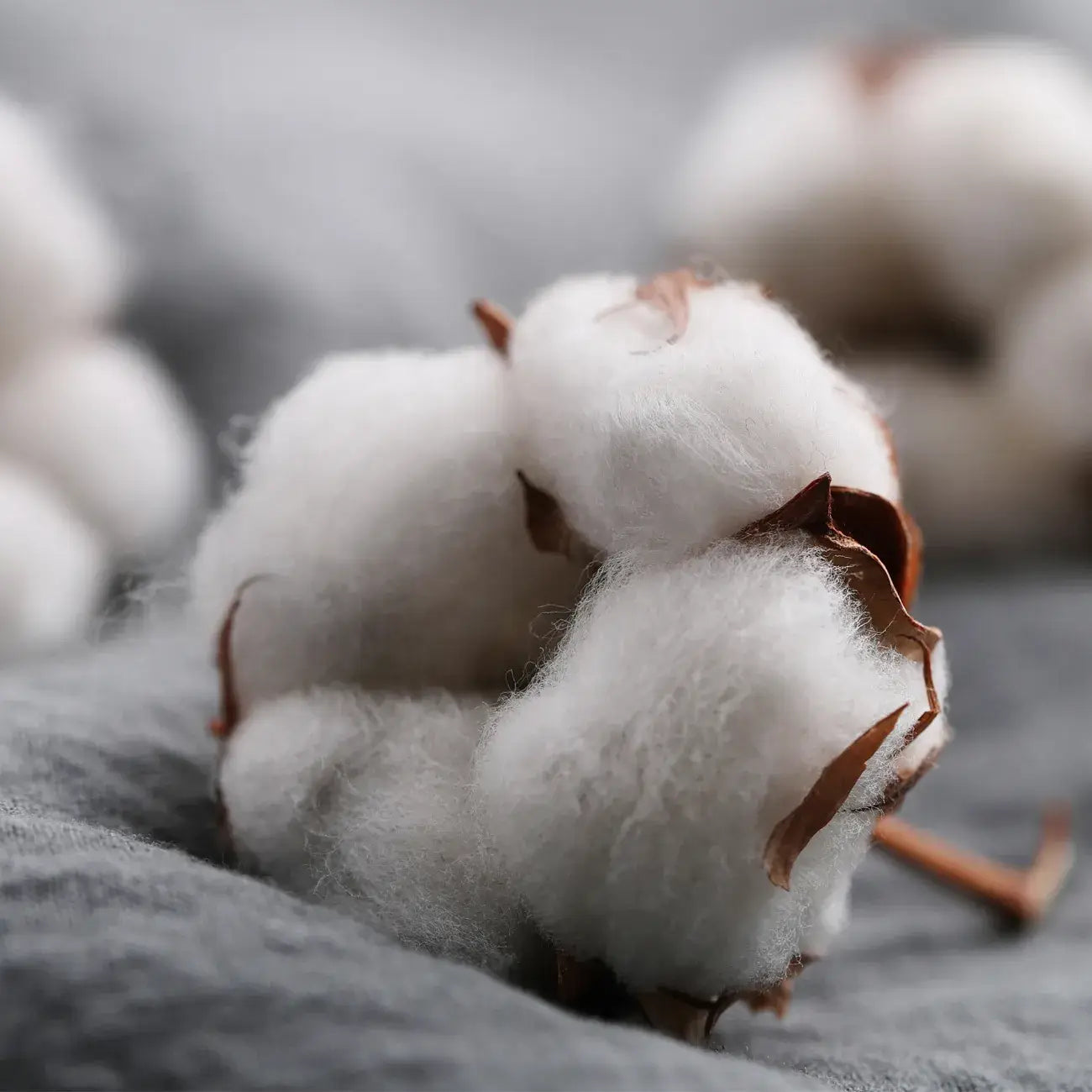 La Bougie qui devient plante Fleur de Coton modèle "coco"