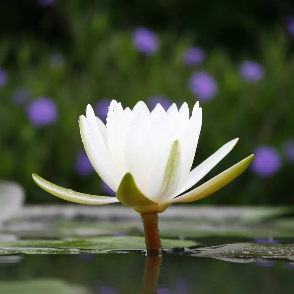La bougie qui devient plante Lotus Blanc-Coton modèle "coco"