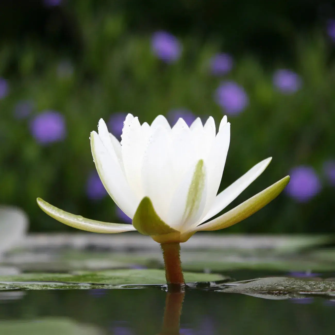 La bougie qui devient plante Lotus Blanc-Coton modèle "coco"