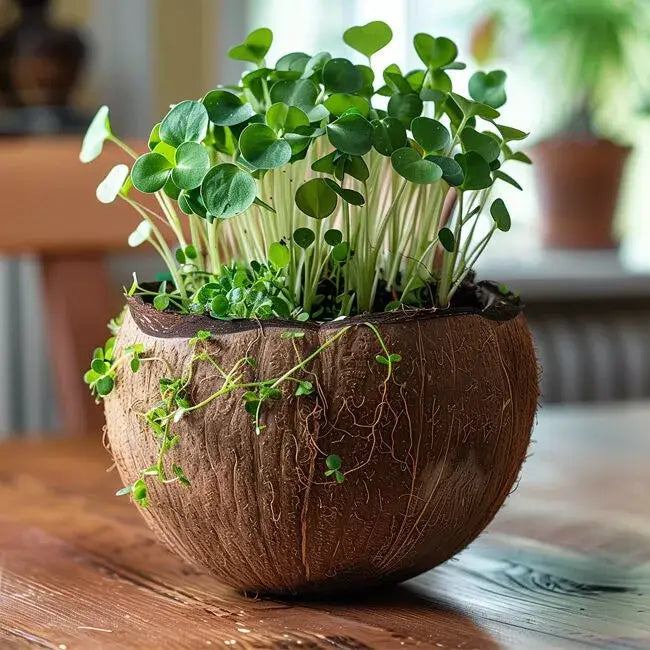 La Bougie qui devient plante Fleur de Coton modèle "coco"