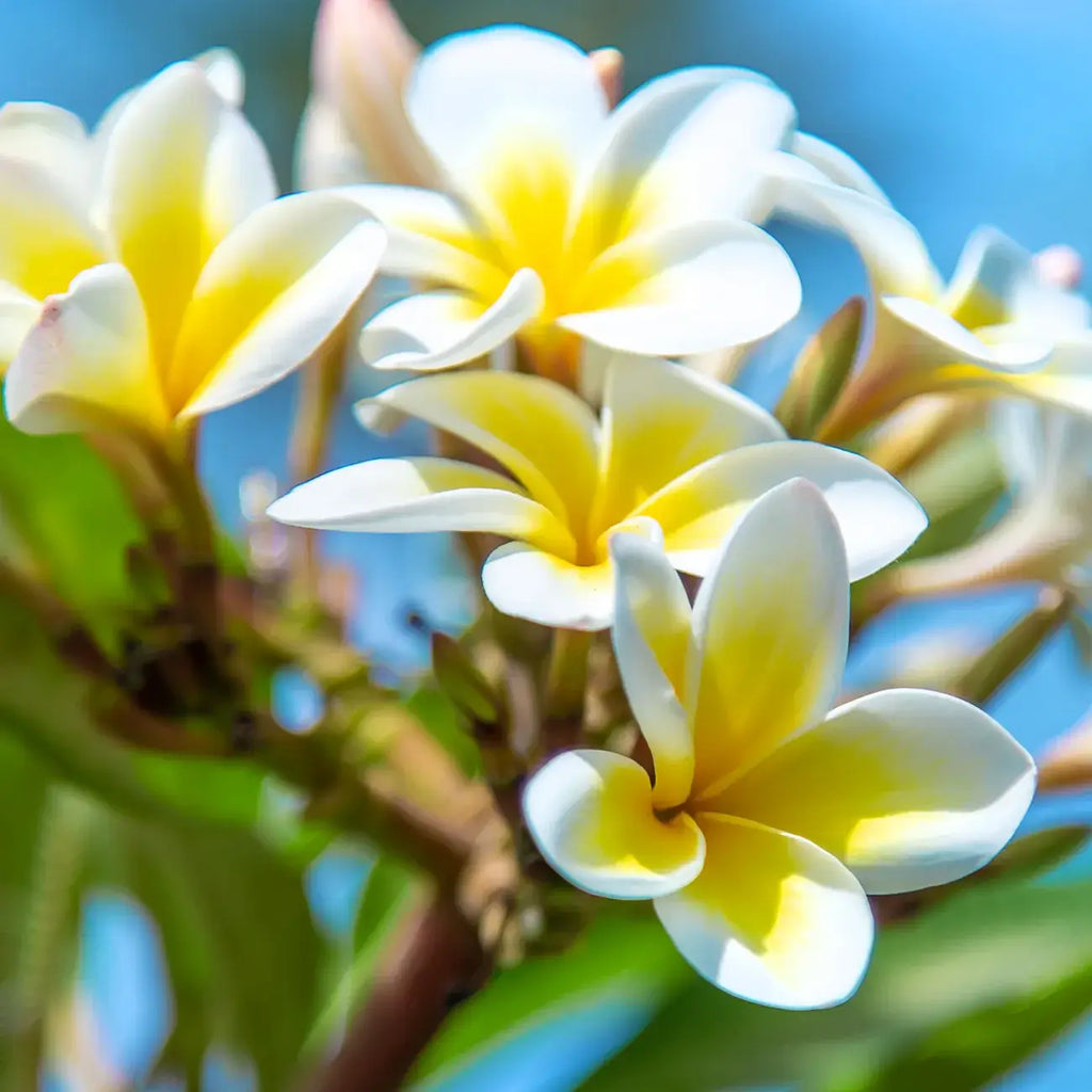 La bougie qui devient plante Fleur de Tiaré modèle "coco"